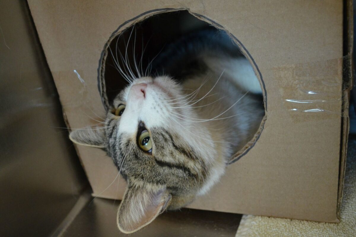 North Utah Valley Animal Shelter pet of the week Cadbury News